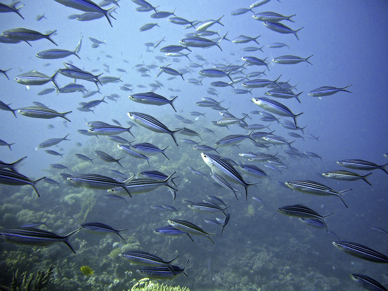 The Use of the Remote Operated Vehicle (ROV) in Hazardous Environments